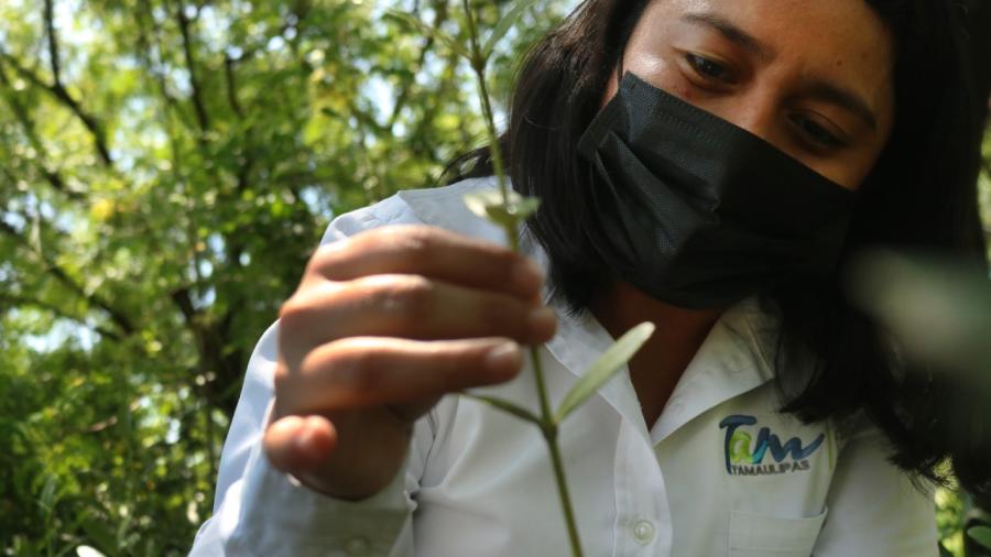 Gobierno de Tamaulipas reforestará zona costera con  mangle negro