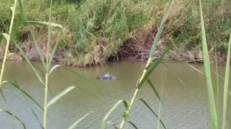 Patrulla Fronteriza rescata cuerpo de ahogado en el río Bravo