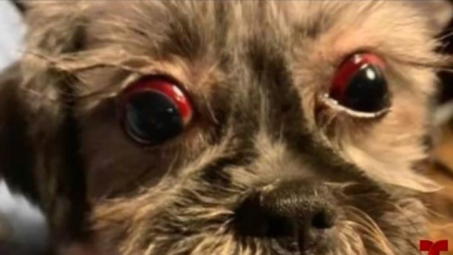 Estética canina de Brownsville es denunciada por maltrato animal