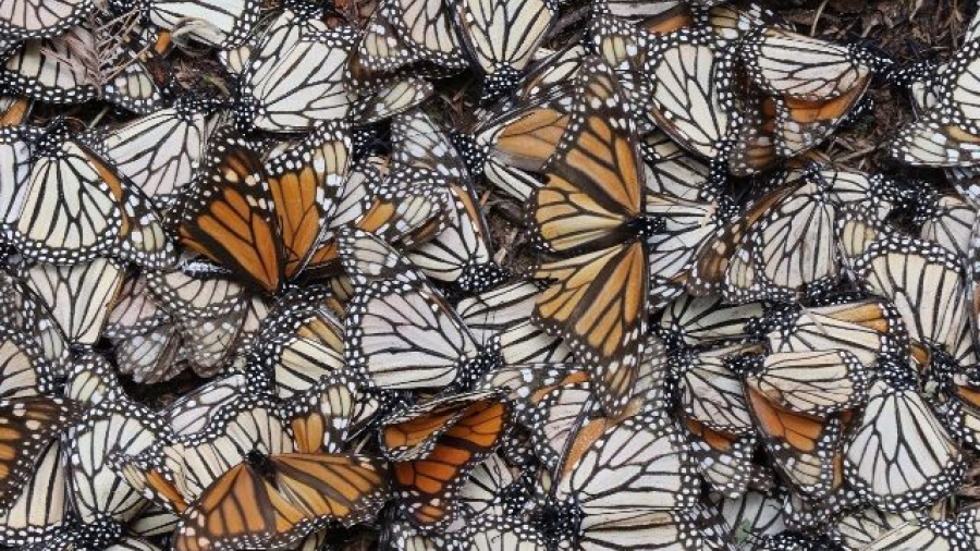 Disminuye el número de mariposas monarca