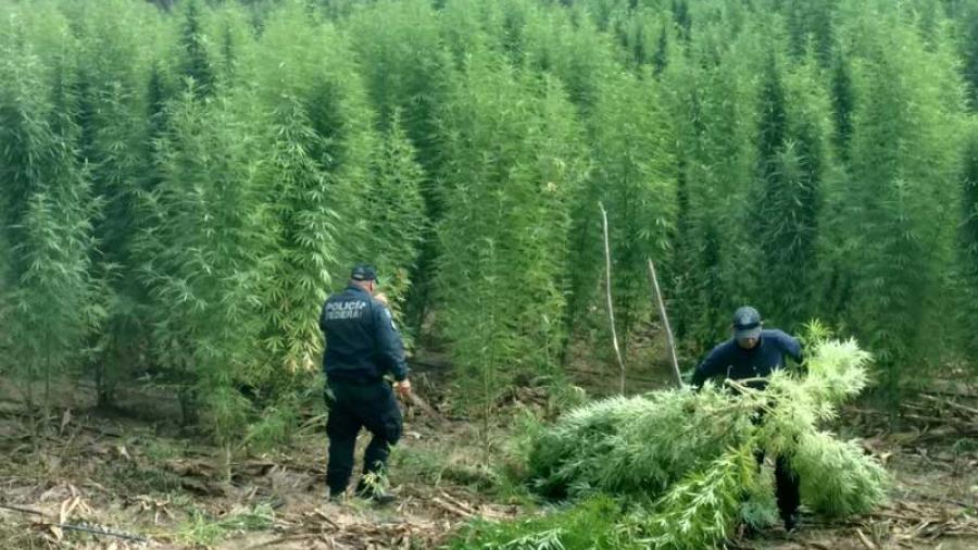 Decomisan 320 toneladas de mariguana en Sonora