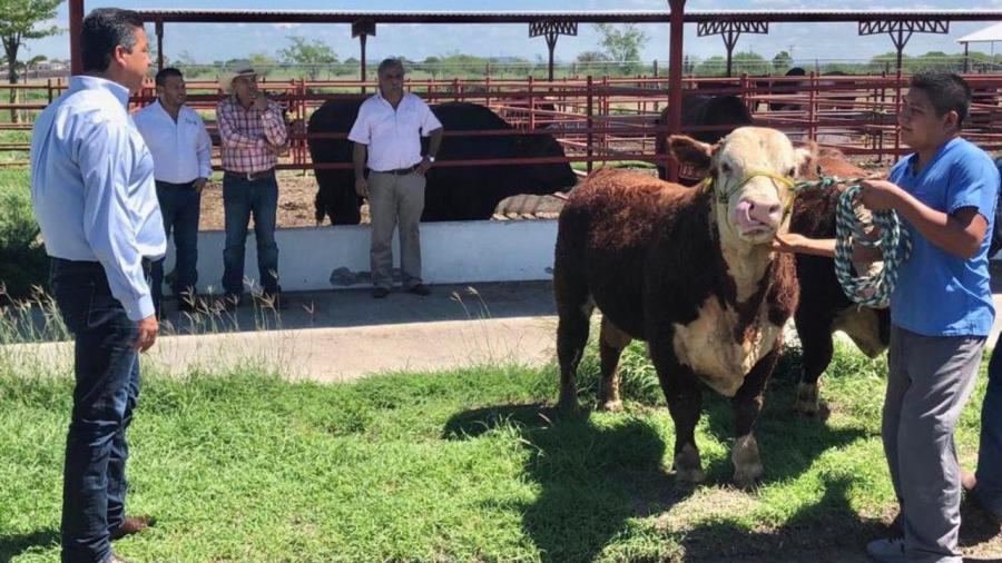 Impulsa Tamaulipas programa de mejoramiento genético