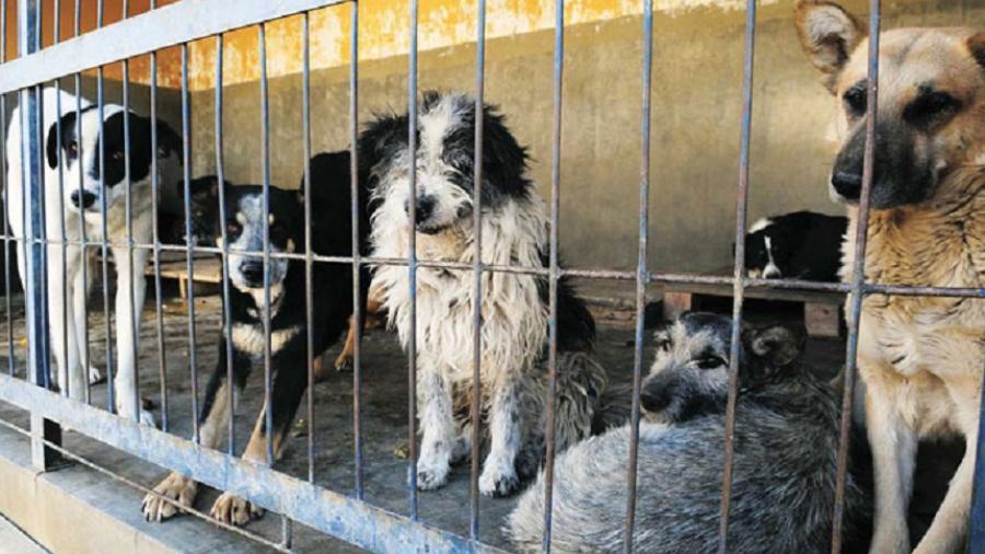 Exigen la destitución de jefe antirrábico