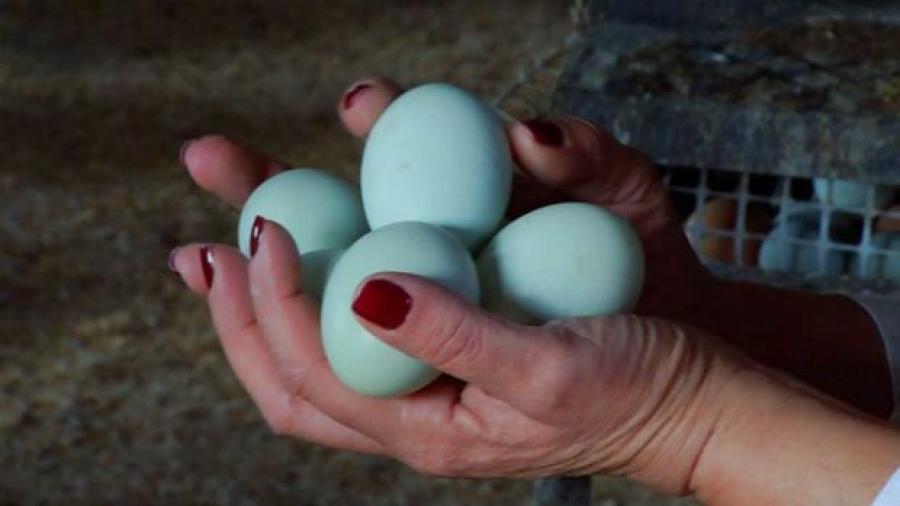 ¿Huevos azules? La realidad de las gallinas ponedoras