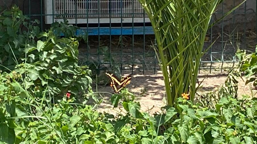 Contribuyen para la migración de mariposas