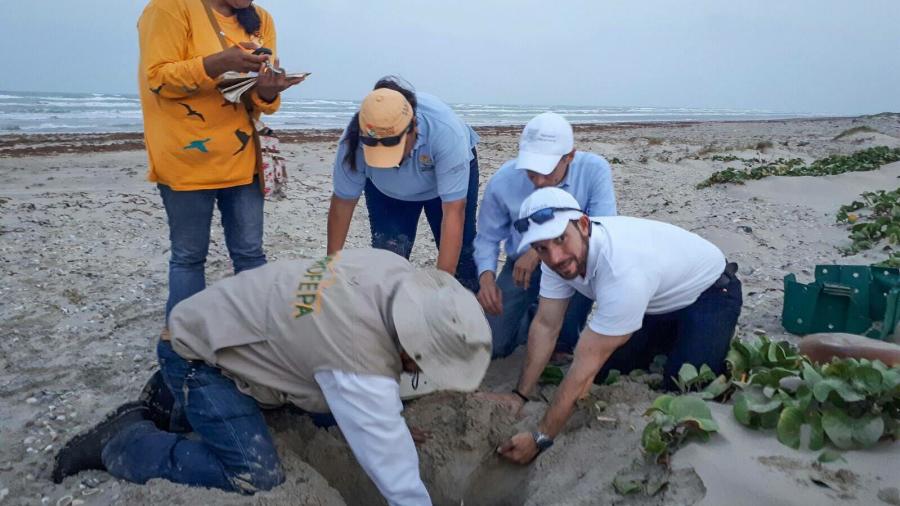 Llegan tortugas lora a desovar a la playa Bagdad 