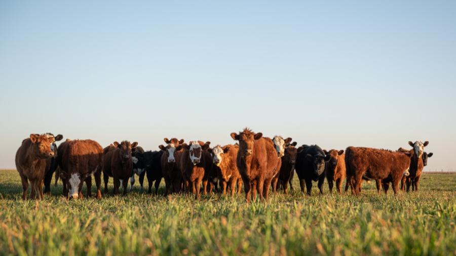Ola de calor deja miles de cabezas de ganado muertas en Kansas