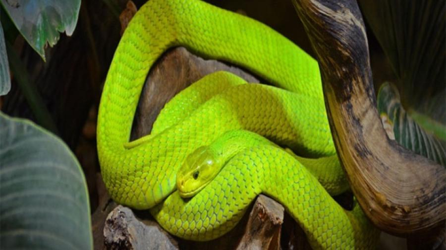 Madre e hija mueren por picadura de serpiente