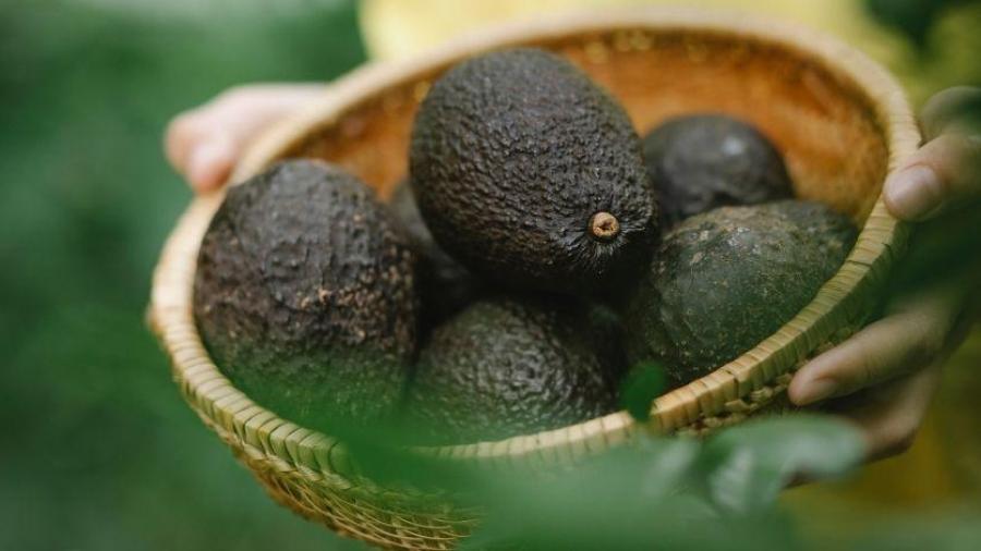 Exportaciones de aguacate hacía Estados Unidos se reanudan este lunes