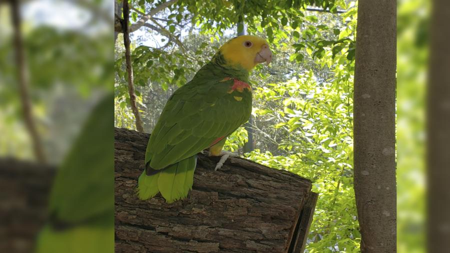 Exhorta Gobierno de Tamaulipas a denunciar tráfico ilegal de loro cabeza amarilla