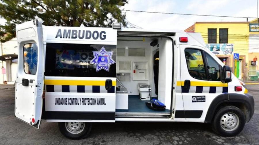 Llega "Ambudog" la primera ambulancia para atender animales sin hogar