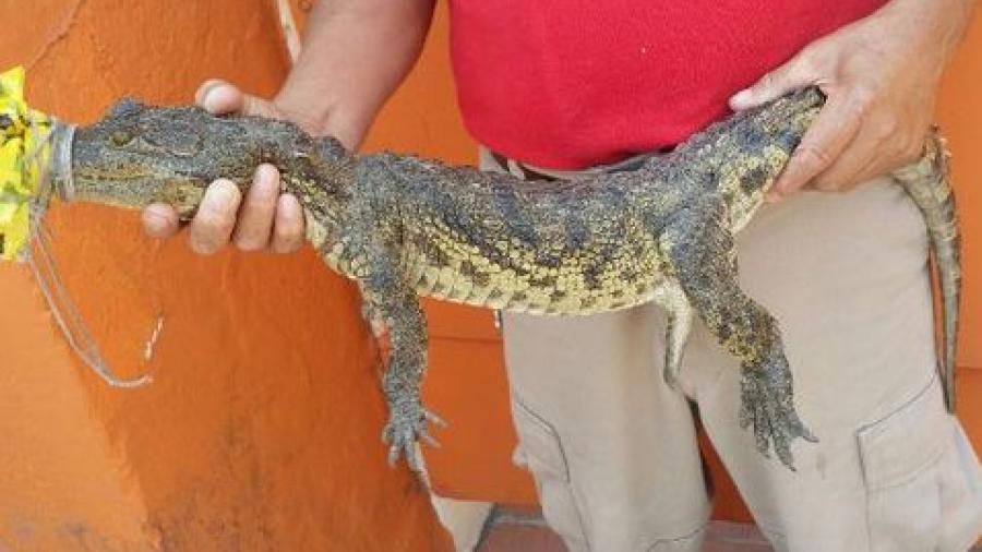 Capturan en Madero tres cocodrilos