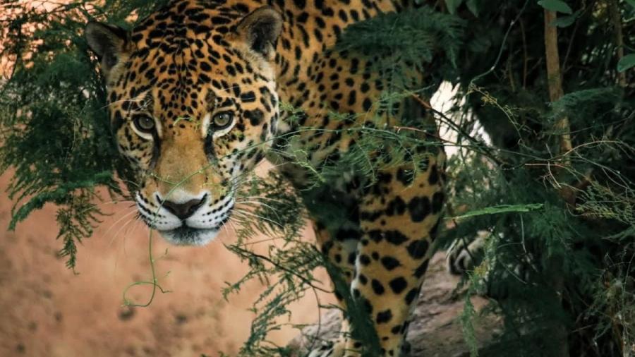 Lanza Comisión de Parques cruzada en pro del jaguar