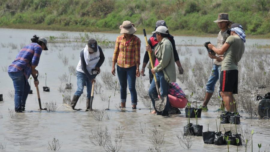 Beneficiará a cooperativistas reforestación de mangle