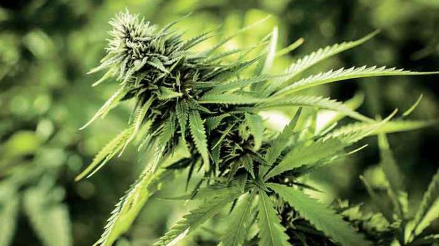 Conoce el origen de la planta Cannabis