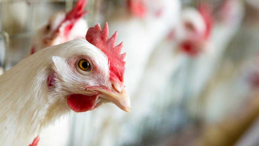 Descarta AMLO riesgos en México por gripe aviar
