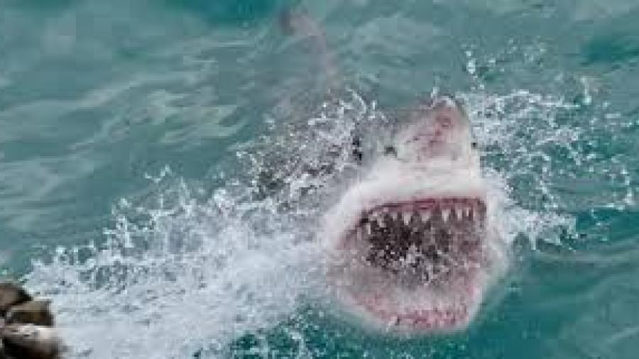 Surfista sobrevive al ataque de tiburón