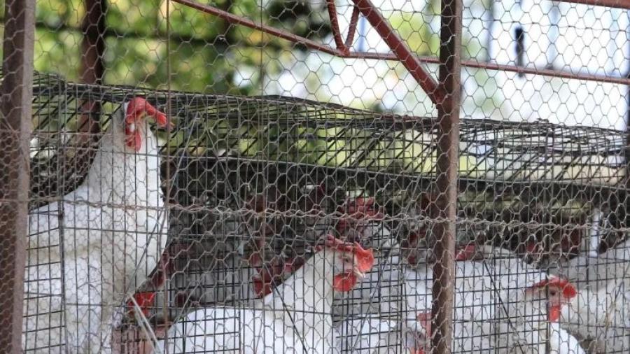 Se han sacrificado más de 100 mil pollos por gripe aviar en Yucatán