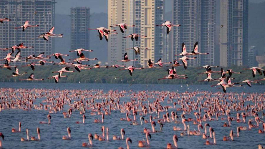Miles de flamencos crean 'mar rosa' en Bombay, India