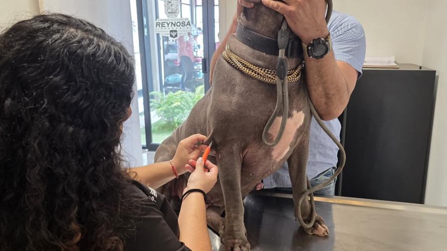 ¡Protege a tu mejor amigo! Aplicación gratuita de microchip para mascotas en Reynosa