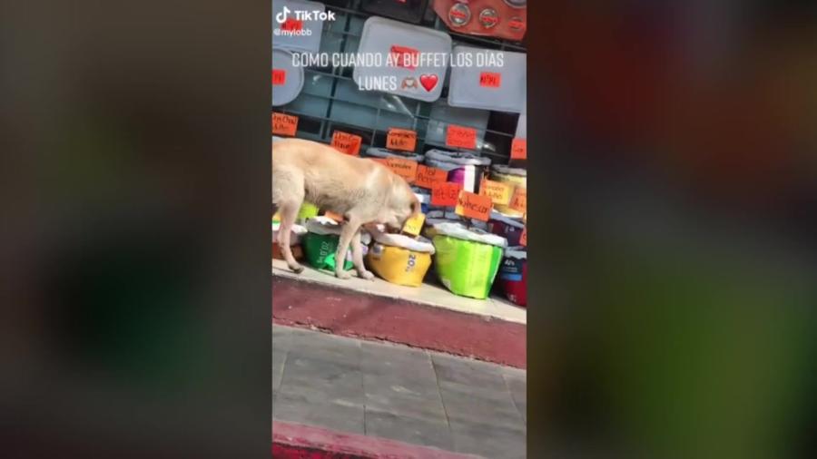 Perrito callejero degusta de un buffet de croqueta