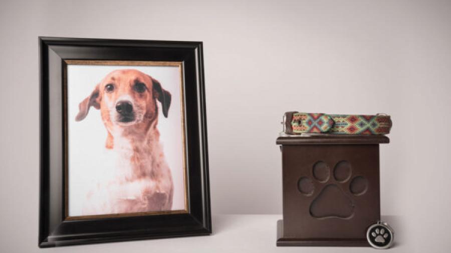 “No eran cenizas, era tierra”: familias descubren estafa por funeraria de mascotas