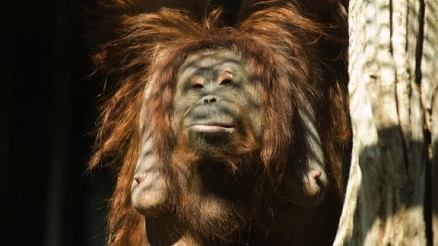 Muere en Australia el orangután más viejo del mundo 