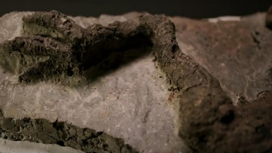 Encuentran fósil que data del día que cayó el asteroide a la Tierra