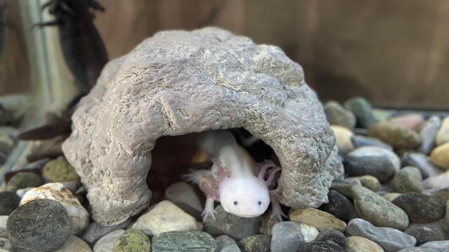 Concentra 94 especies el Zoológico Tamatán