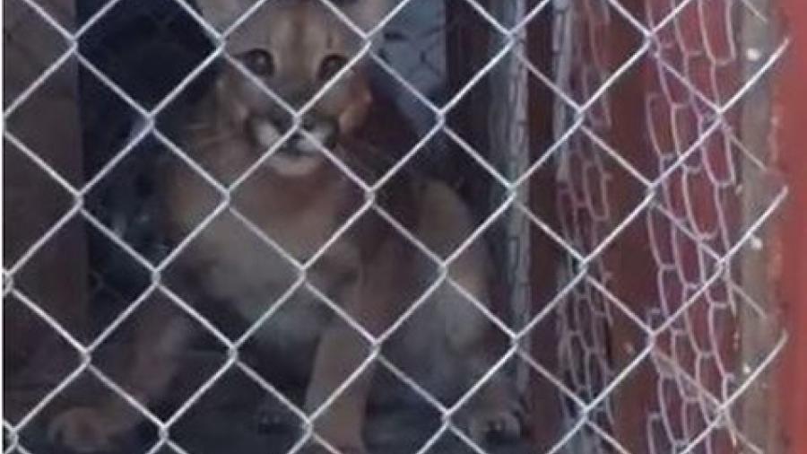 En peligro de extinci&oacute;n puma capturado en Victoria 