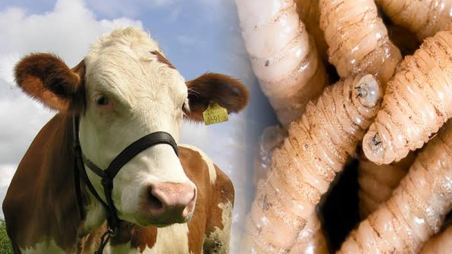 Estados Unidos mantiene suspensión a importación de ganado mexicano por gusano barrenador; invertirá 21 mdd para erradicar la plaga