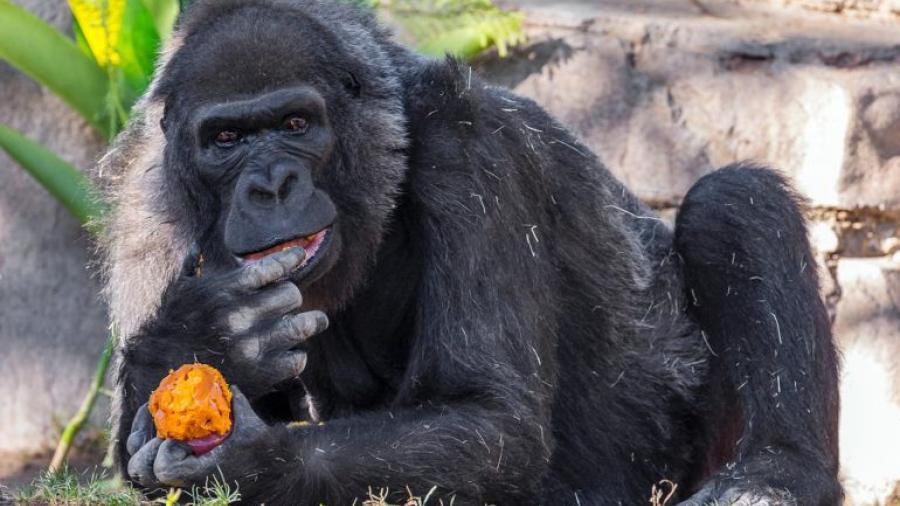 Muere en San Diego uno de los gorilas más viejos del mundo