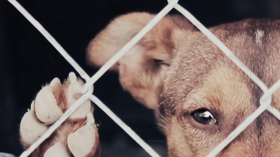 Contemplan hasta 36 horas de arresto por crueldad animal