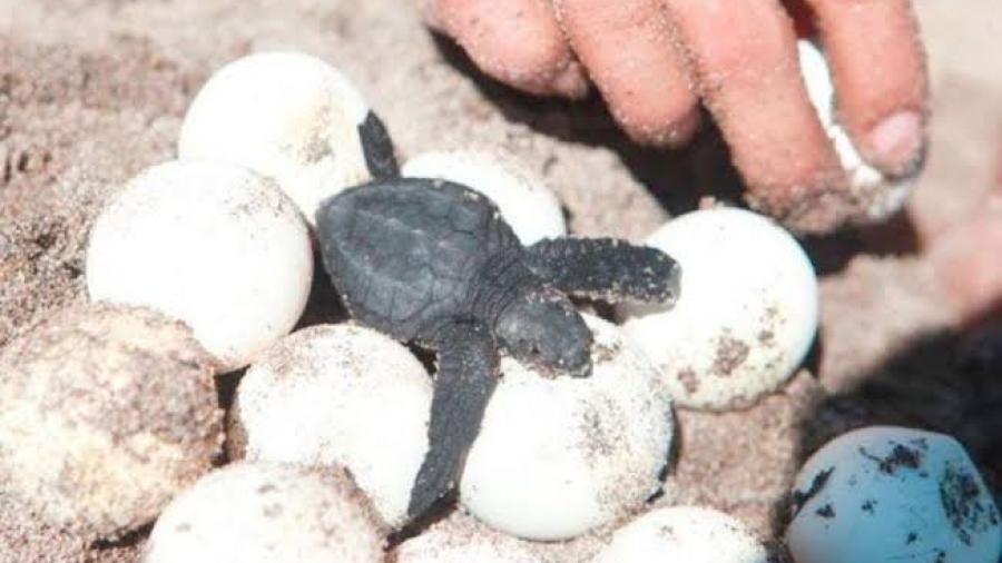 Cancún registró récord de anidación de tortugas en 2020