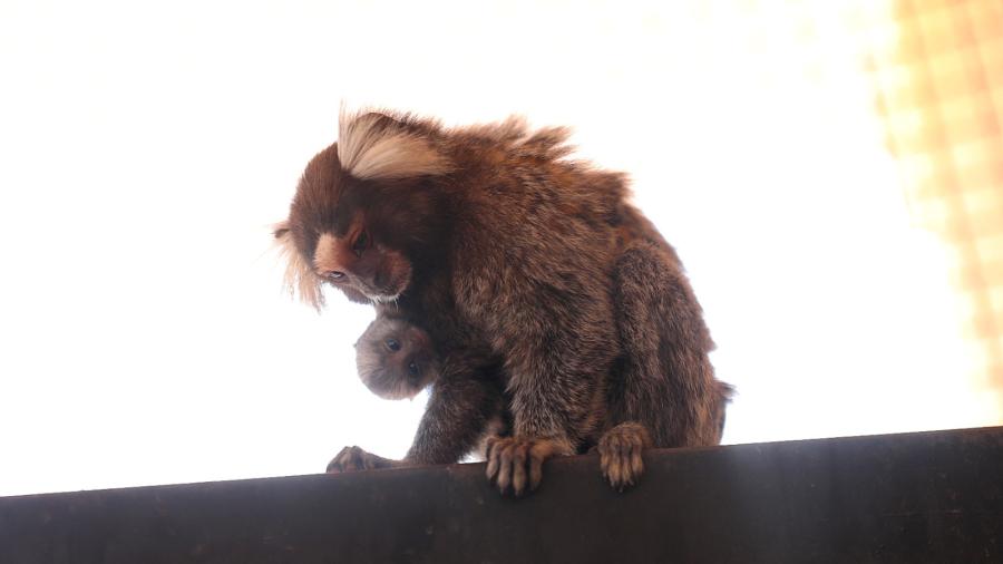Crece familia del Zoológico; nacen dos monos titi
