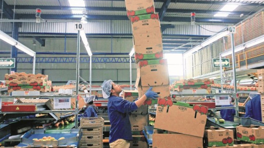 ¡Adiós al arancel al jitomate! Productores mexicanos firman acuerdo con EU