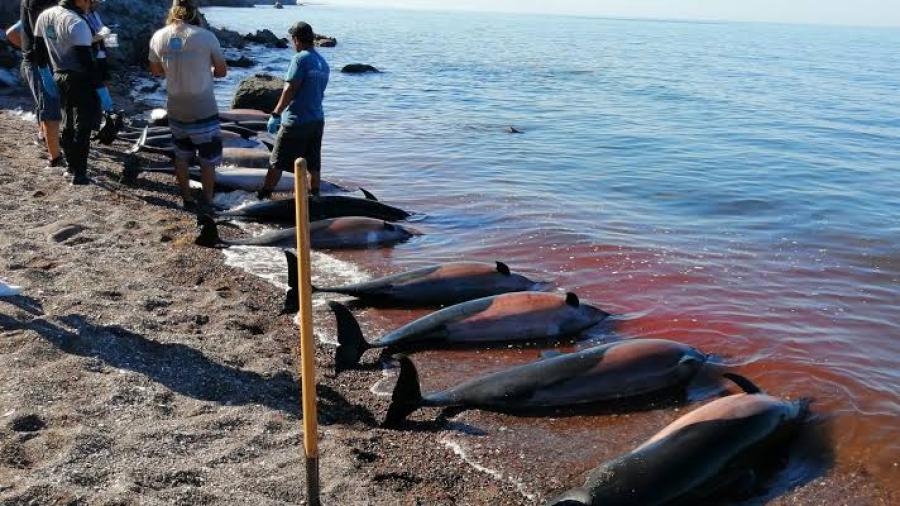 Encuentran 30 delfines muertos en la costa de Baja California Sur