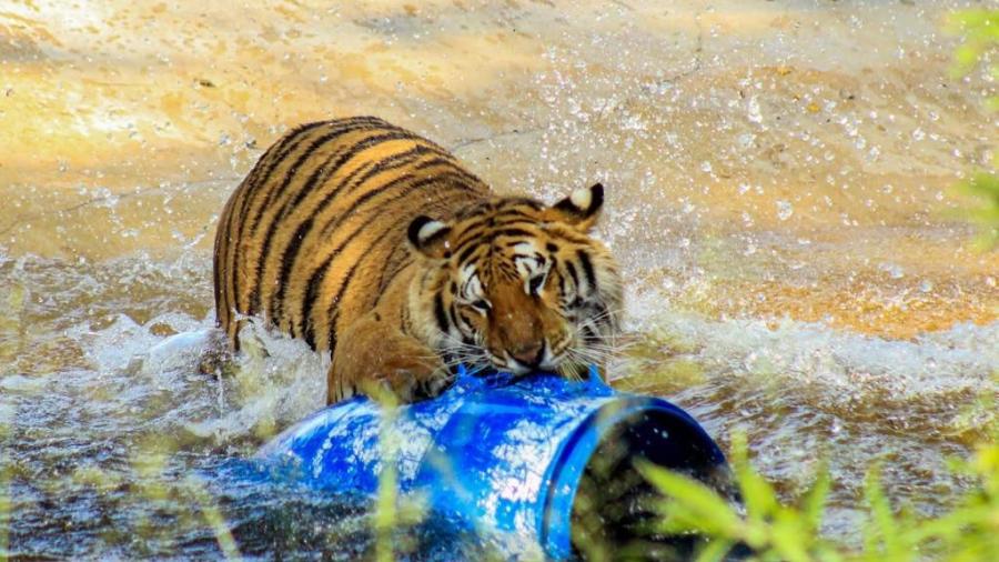Ante onda de calor, refuerzan medidas en Zoológico Tamatán.