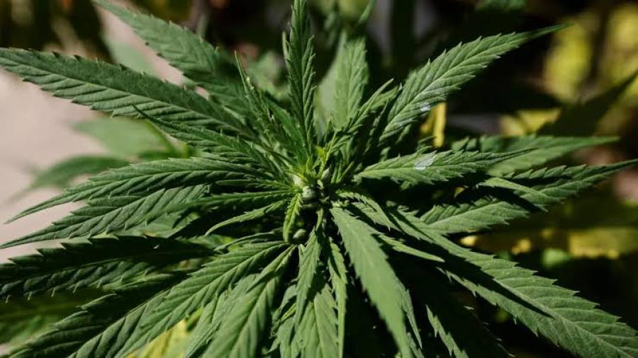 Virginia legaliza uso recreativo de la marihuana