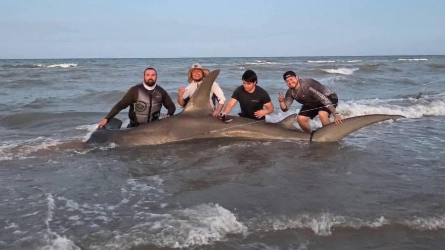 Capturan y liberan tiburón martillo en la Isla del Padre