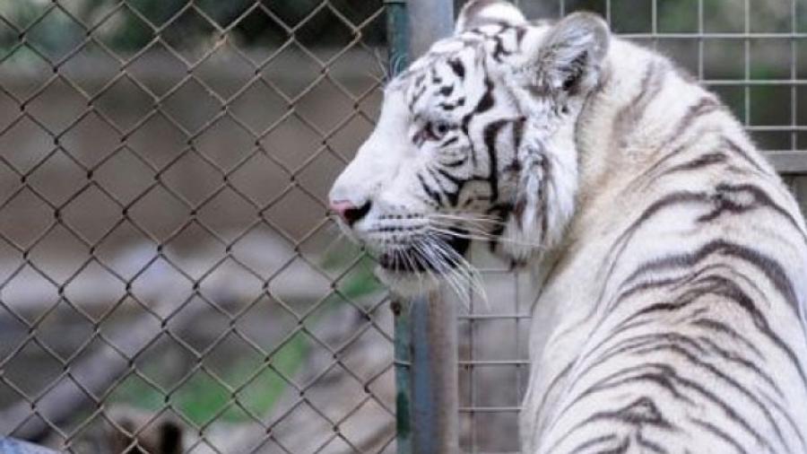 Tigre blanco ataca y mata a cuidador de zoológico en Japón