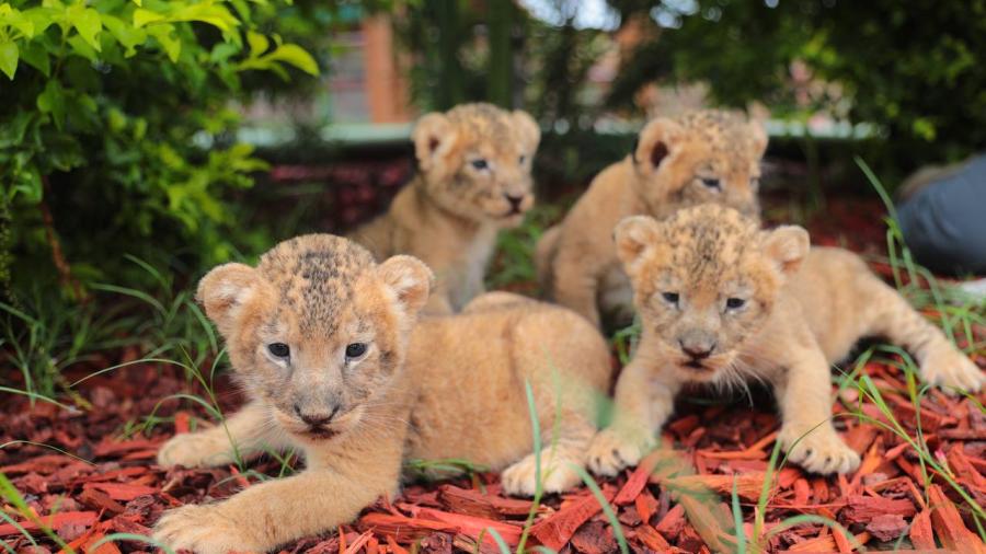 Mantienen buena salud cachorros de león, hipopótamo y llama nacidos en el zoológico de la ciudad