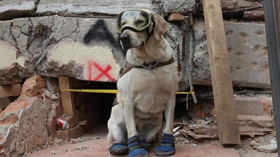 Reportan a Frida, la perrita rescatista, con problemas de salud 