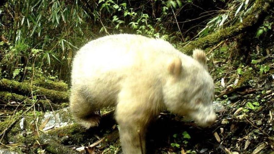 Captan por primera vez un panda albino en China