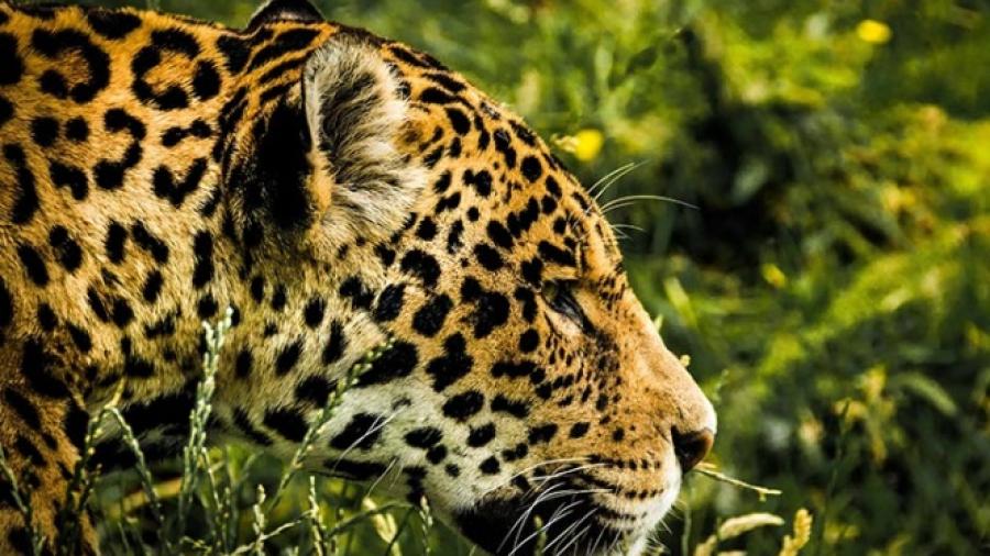 Tras escape de jaguar, aumenta cifra de animales muertos