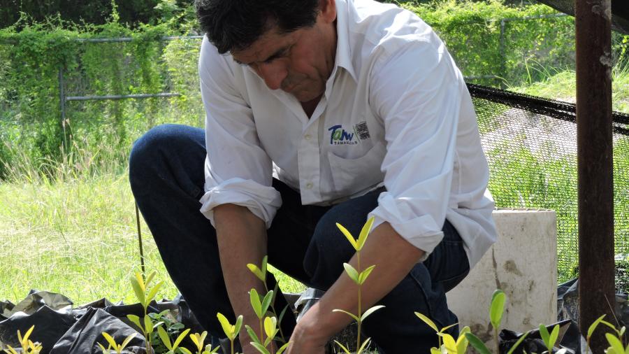 Reforesta Gobierno de Tamaulipas 4 mil 500 plántulas de mangle