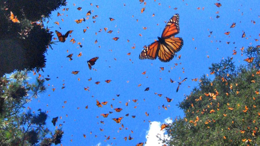Vuelo de mariposa monarca se retrasa debido al cambio climático