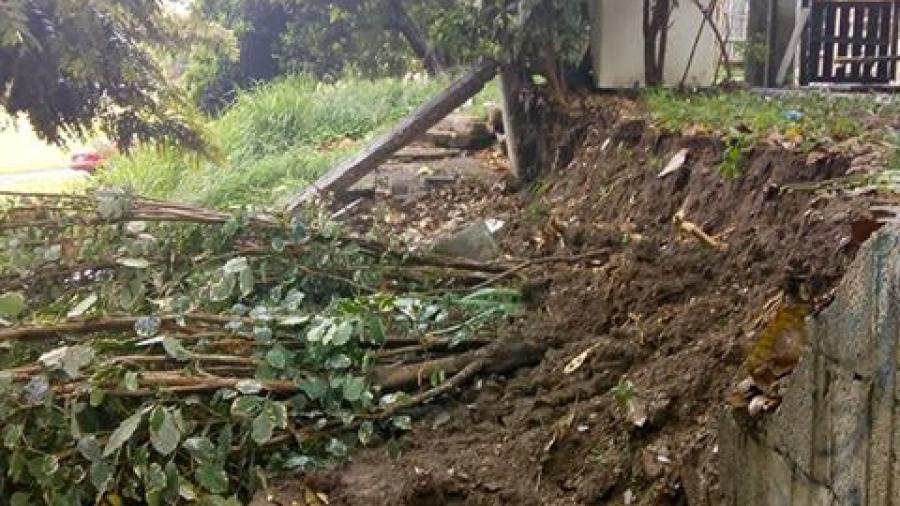 Cae árbol y daña una barda en Tampico