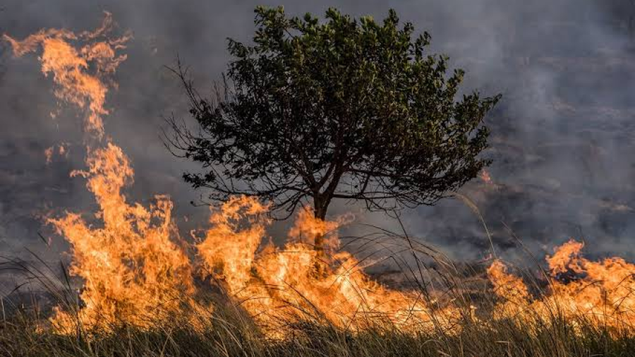 Buscan sofocar incendios en Tamaulipas; son 2 activos
