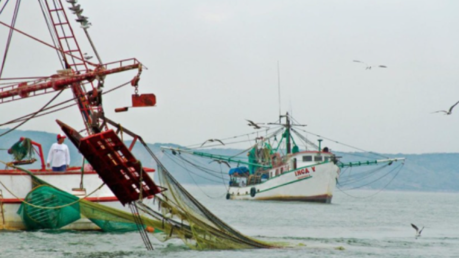 Inicia veda de camarón en Golfo de México y Pacífico 